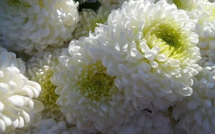 Покажи фото хризантем 1 непрочитанный чат Chrysanthemum, Flowers, Plants