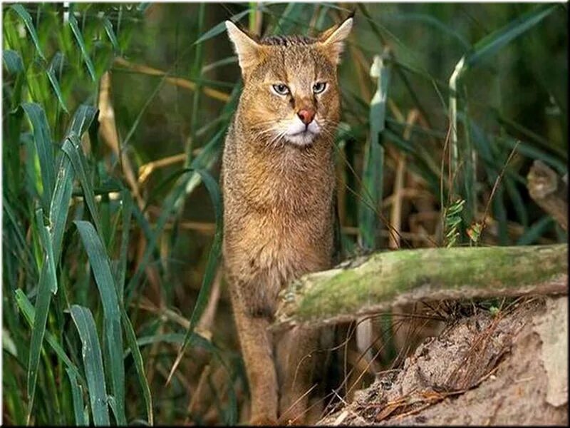 Покажи фото камышового кота КАМЫШОВЫЙ КОТ-FELIS CHAUS. Обсуждение на LiveInternet - Российский Сервис Онлайн