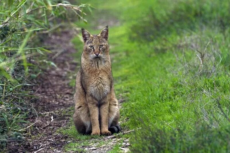 Покажи фото камышового кота Jungle cat from Munsiyari, Uttarakhand, India Jungle cat, Cats, Wild cats