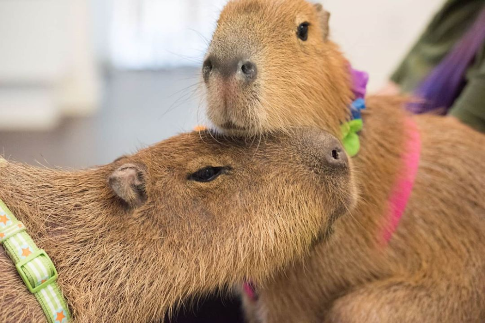 Покажи фото капибары Capybaras via @crazy_codys_creatures Capybara, Warm fuzzies, Aww