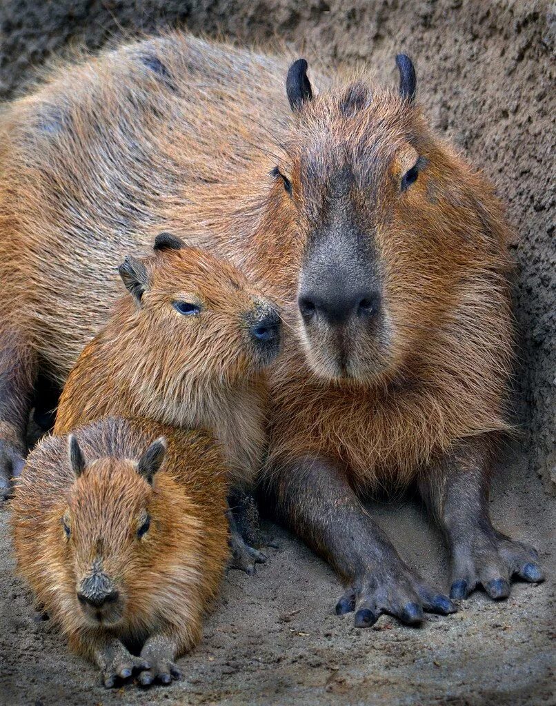 Покажи фото капибары Copy caps Capybara, Animals wild, Baby capybara