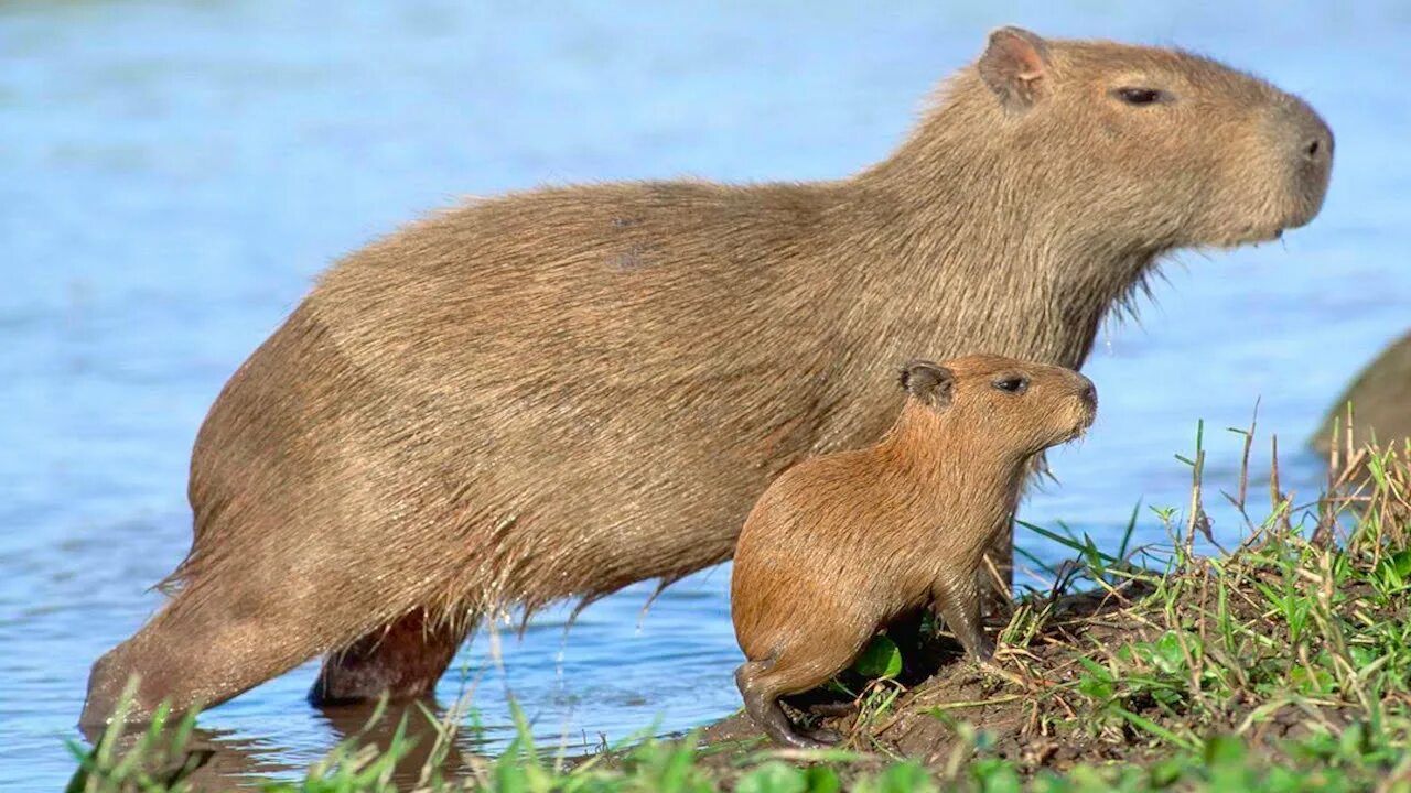 Покажи фото капибары Capybara - that's what happens if a guinea pig is magnified 100 times! - YouTube