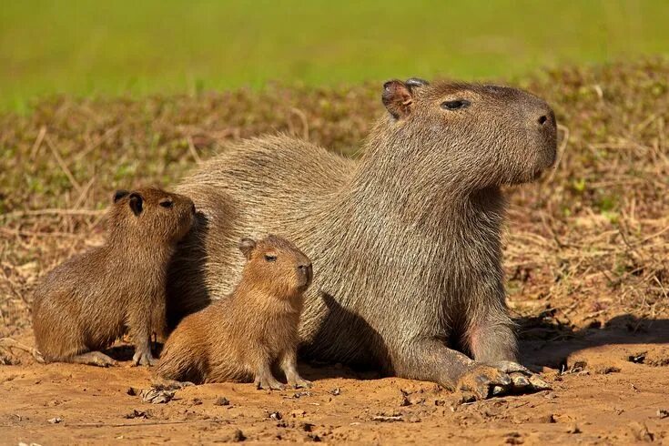 Покажи фото капибары Capybara Family Capybara, Pantanal, Animal photography wildlife