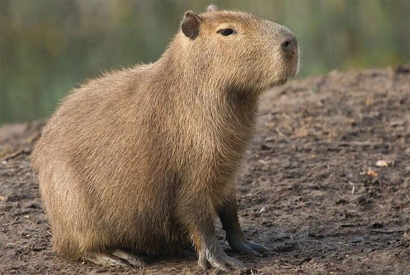 Покажи фото капибары Create meme "capybara capybara, little capybara, black capybara" - Pictures - Me