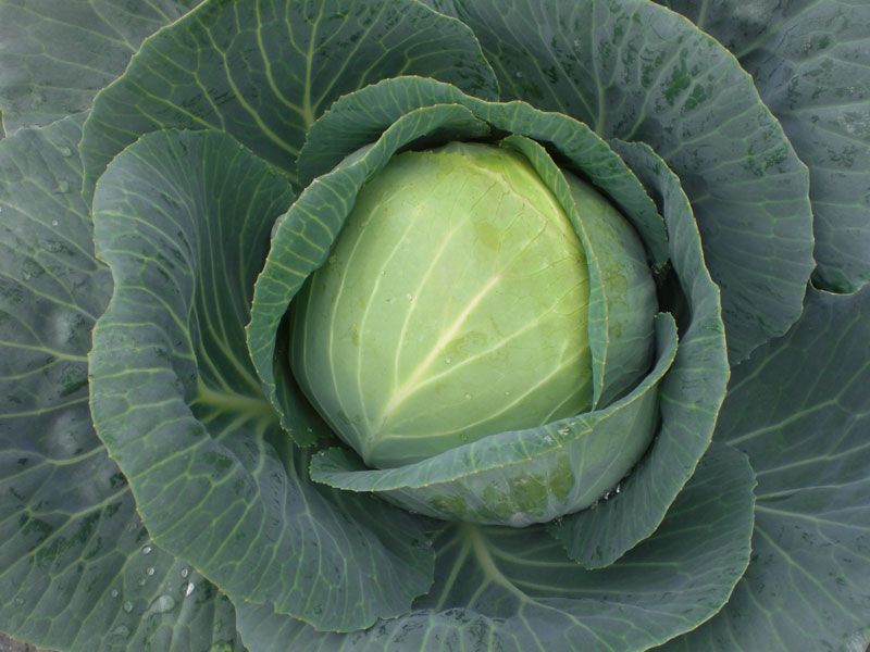 Покажи фото капусты Tried & True Farao Cabbage Fantastic early season cabbage that produces thin, ju