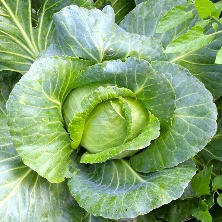 Покажи фото капусты Top 10 Best Home Remedies for Obesity Cabbage benefits, Cabbage, Chicken, cabbag