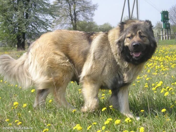 Покажи фото кавказской овчарки Caucasian shepherd dog Caucasian shepherd dog, Caucasian shepherd, Dog breeds