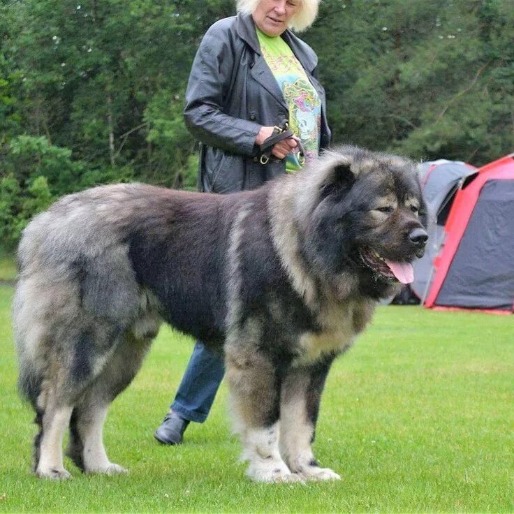 Покажи фото кавказской овчарки Caucasian Shepherd Breeders in the US Caucasian shepherd dog, Caucasian shepherd