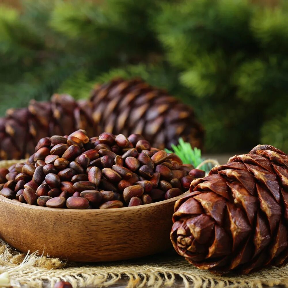 Покажи фото кедровый орех Фотографии МОЖНО ЛИ СОБИРАТЬ КЕДРОВЫЙ ОРЕХ