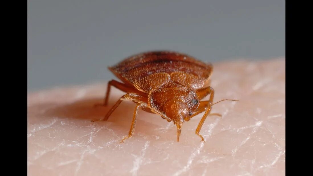 Покажи фото клопа Bedbugs have favorite colors, too, study finds CNN