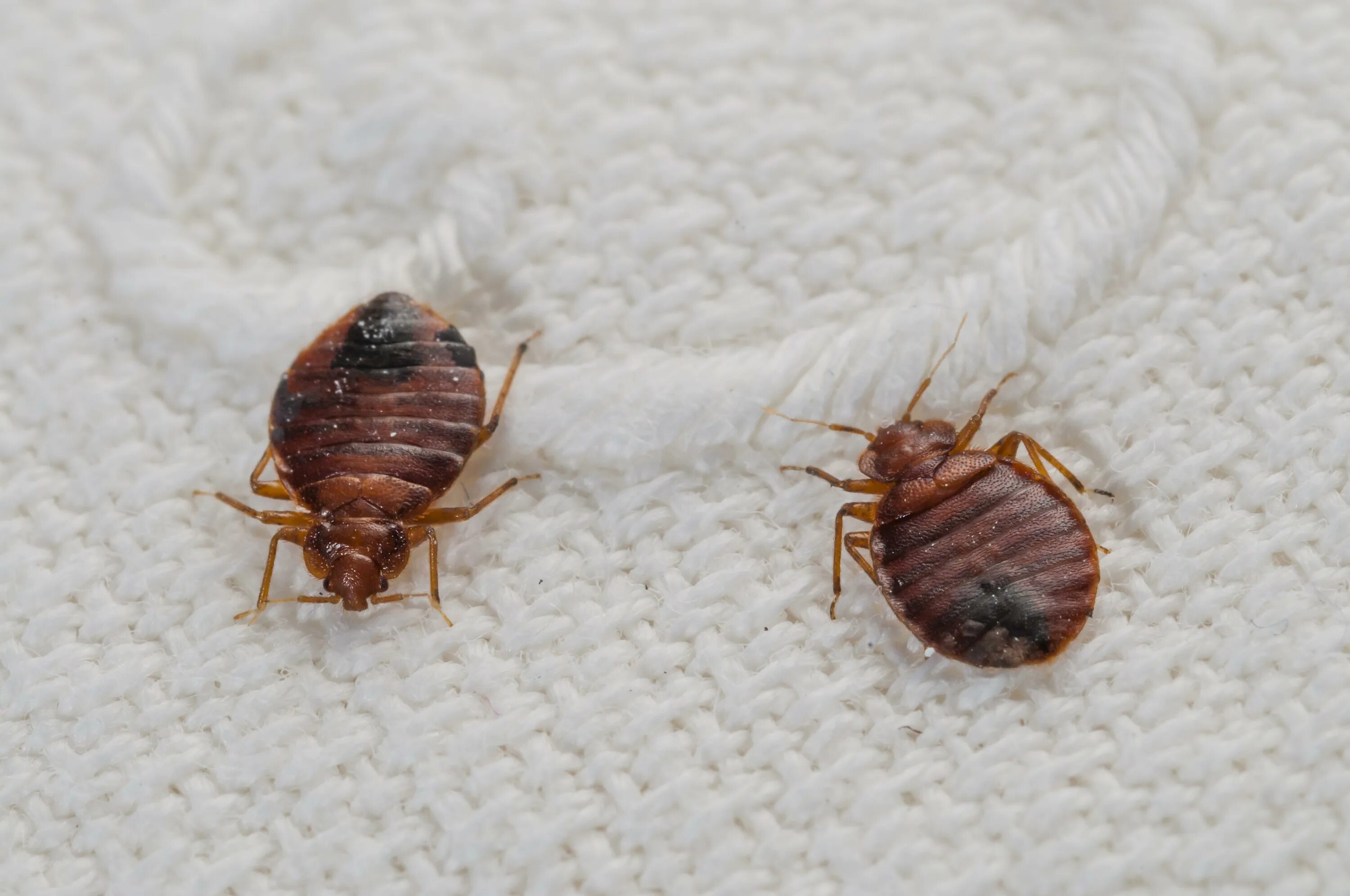 Покажи фото клопа The five-step plan for finding bed bugs in a hotel - and where they like to hang