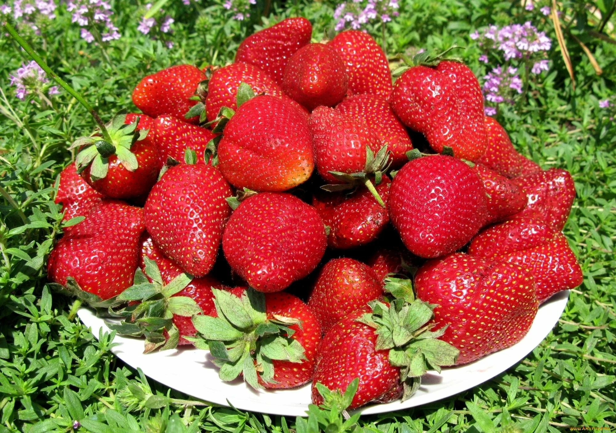 Покажи фото клубники Клубника без варки Growing organic strawberries, Organic strawberry, Strawberry