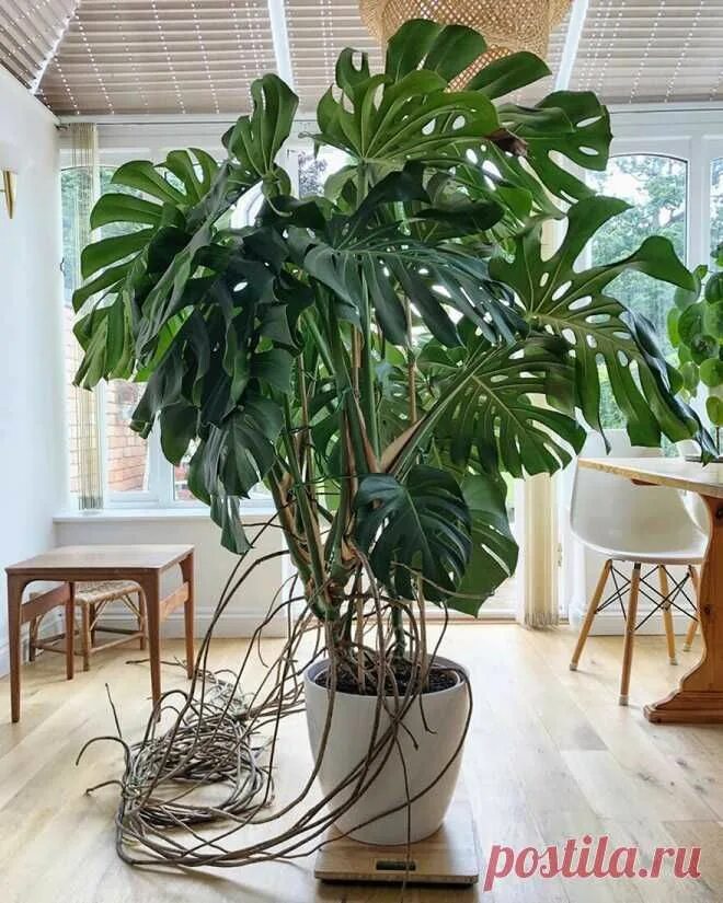 Покажи фото комнатных растений Комнатные растения. Зимний сад в квартире. Hanging plants indoor, House plants i