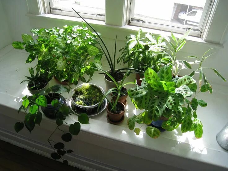 Покажи фото комнатных растений Pin on Houseplants / Растения в интерьере