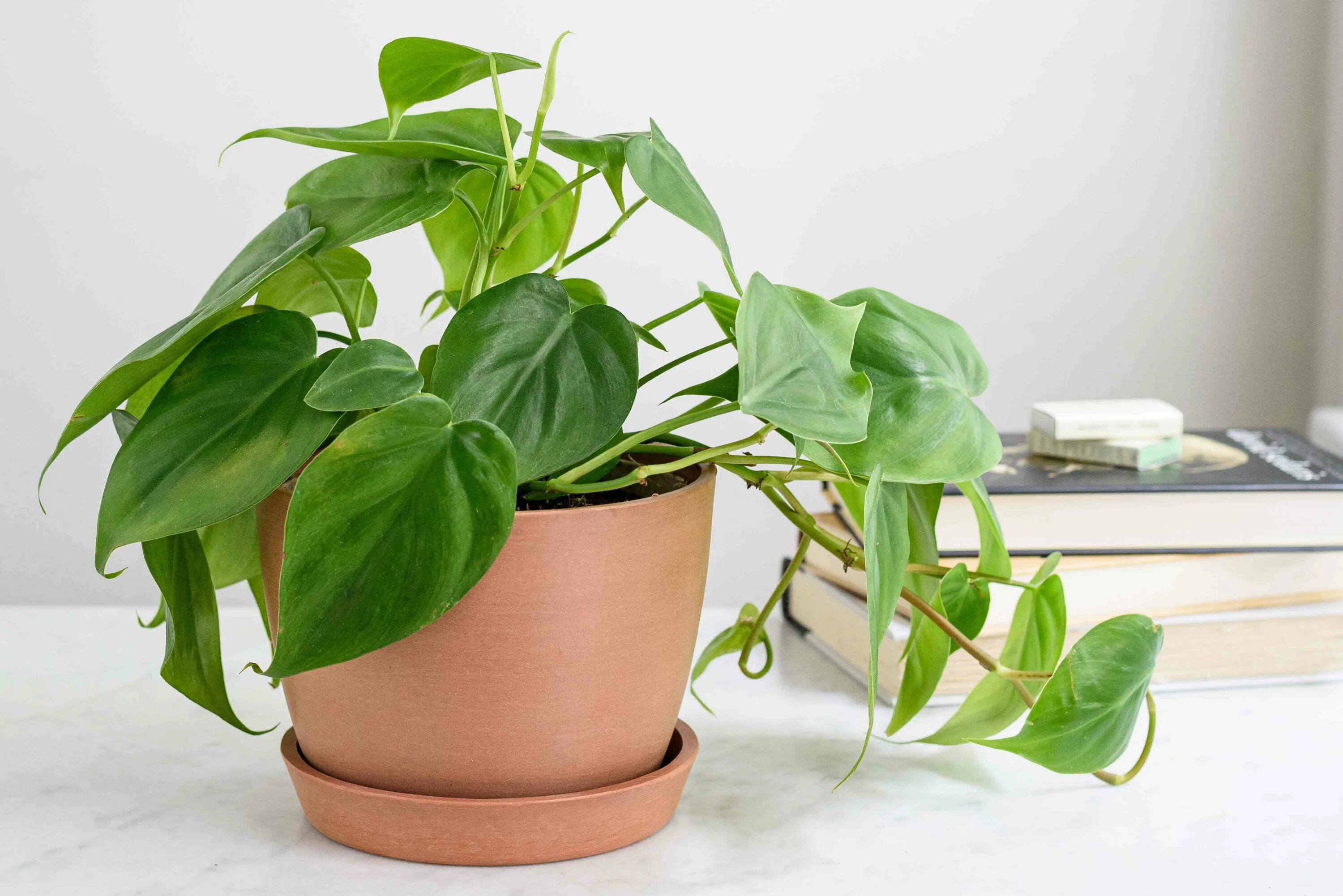 Покажи фото комнатных растений Philodendron Varieties: How to Grow Indoors