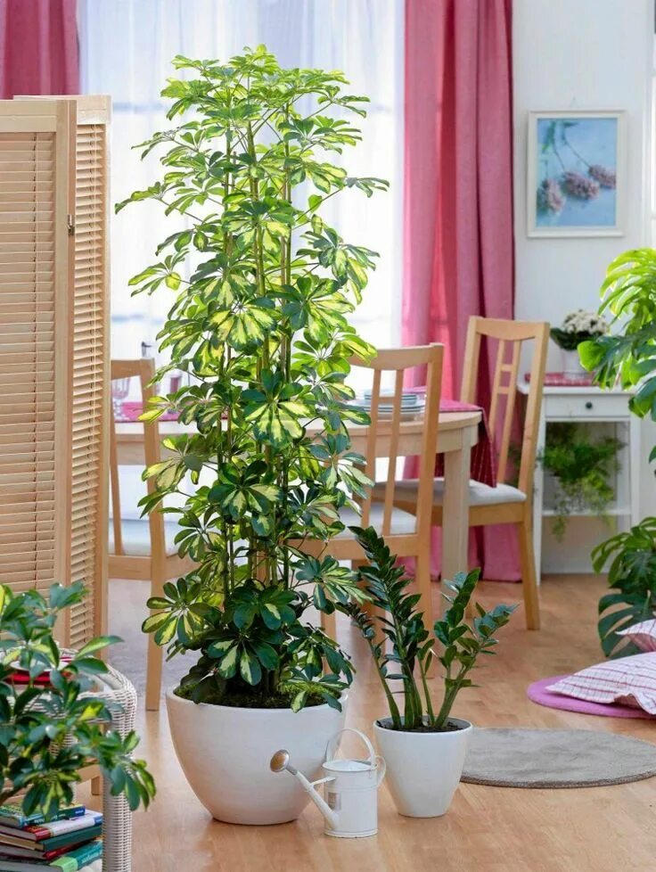 Покажи фото комнатных растений große Zimmerpflanzen Schefflera hoch schlank Zimmerpflanzen, Pflanzen zimmer, In