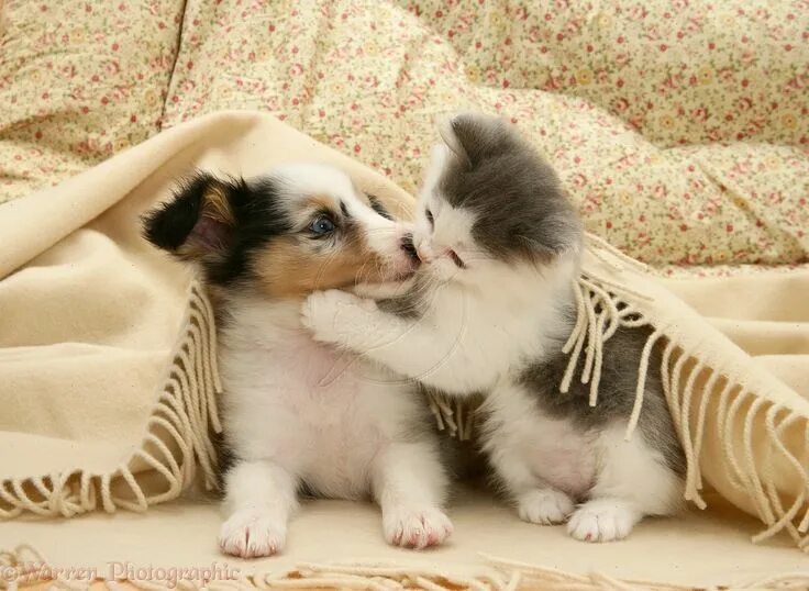 Покажи фото кошек и собак Pets: Playful kitten and Sheltie pup under a blanket photo Cuccioli di cani, Fot