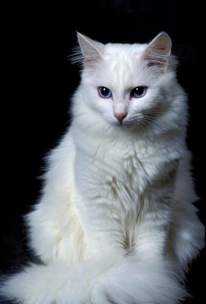 Покажи фото кошки турецкая ангора Turkish Angora Cat Breed Information & Characteristics Angora cats, Turkish ango