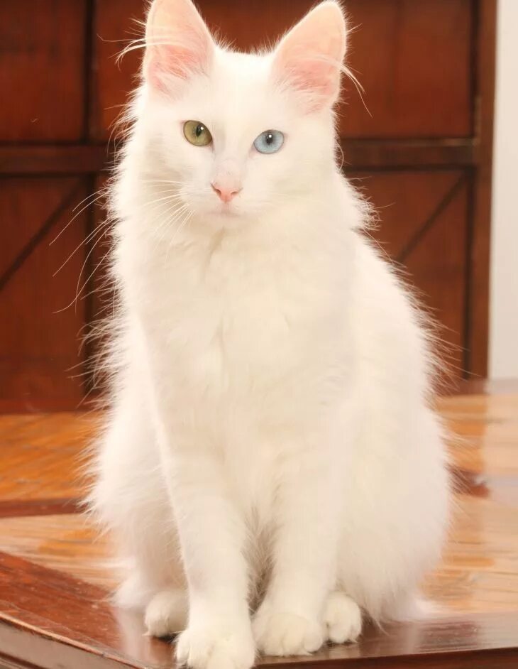 Покажи фото кошки турецкая ангора Angora turco: caratteristiche principali Turkish angora cat, Angora cats, Pretty