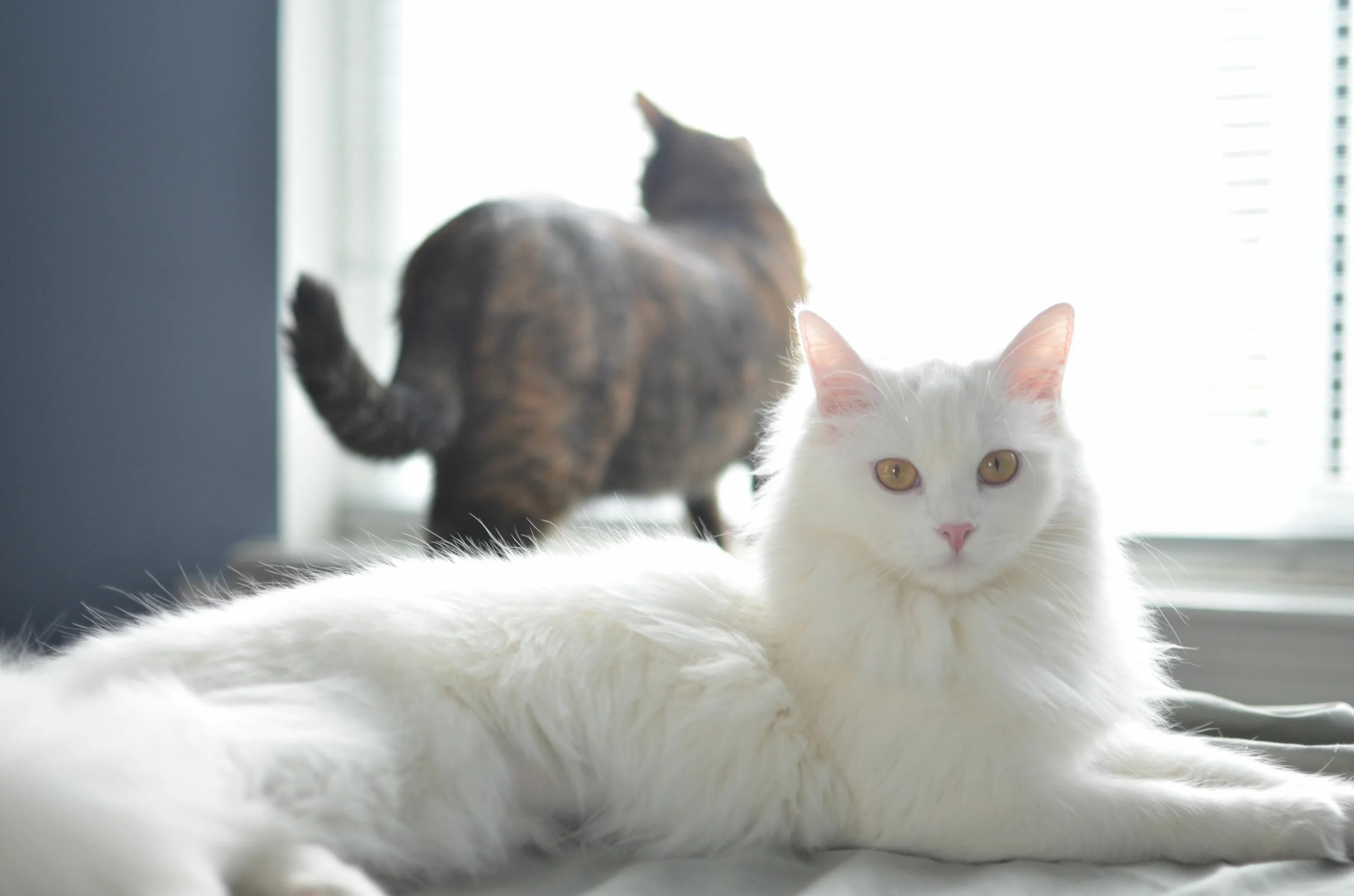 Покажи фото кошки турецкая ангора Lily and Pirtle... #kitten #catlover #cat #cats #whitecat #kittens #kittycat #me