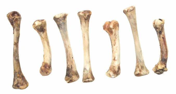 Покажи фото костей Animal Bones Изображения: просматривайте стоковые фотографии, векторные изображе