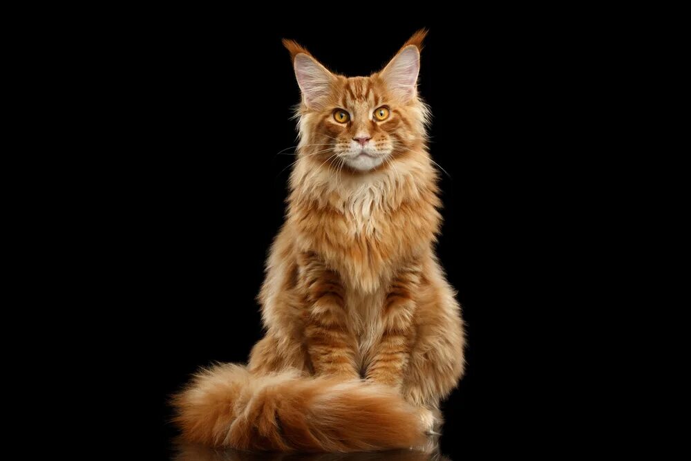 Покажи фото кота мейн кун Maine Coon Cat Breed Info: Pictures, Info, Temperament & Traits - Catster