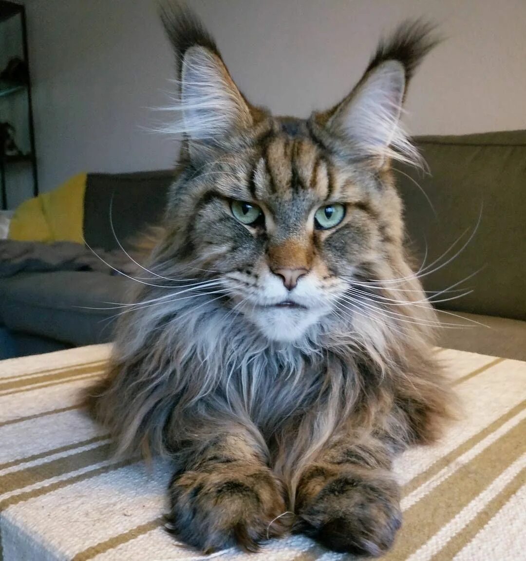 Покажи фото кота мейн кун Pin on Maine Coon UK