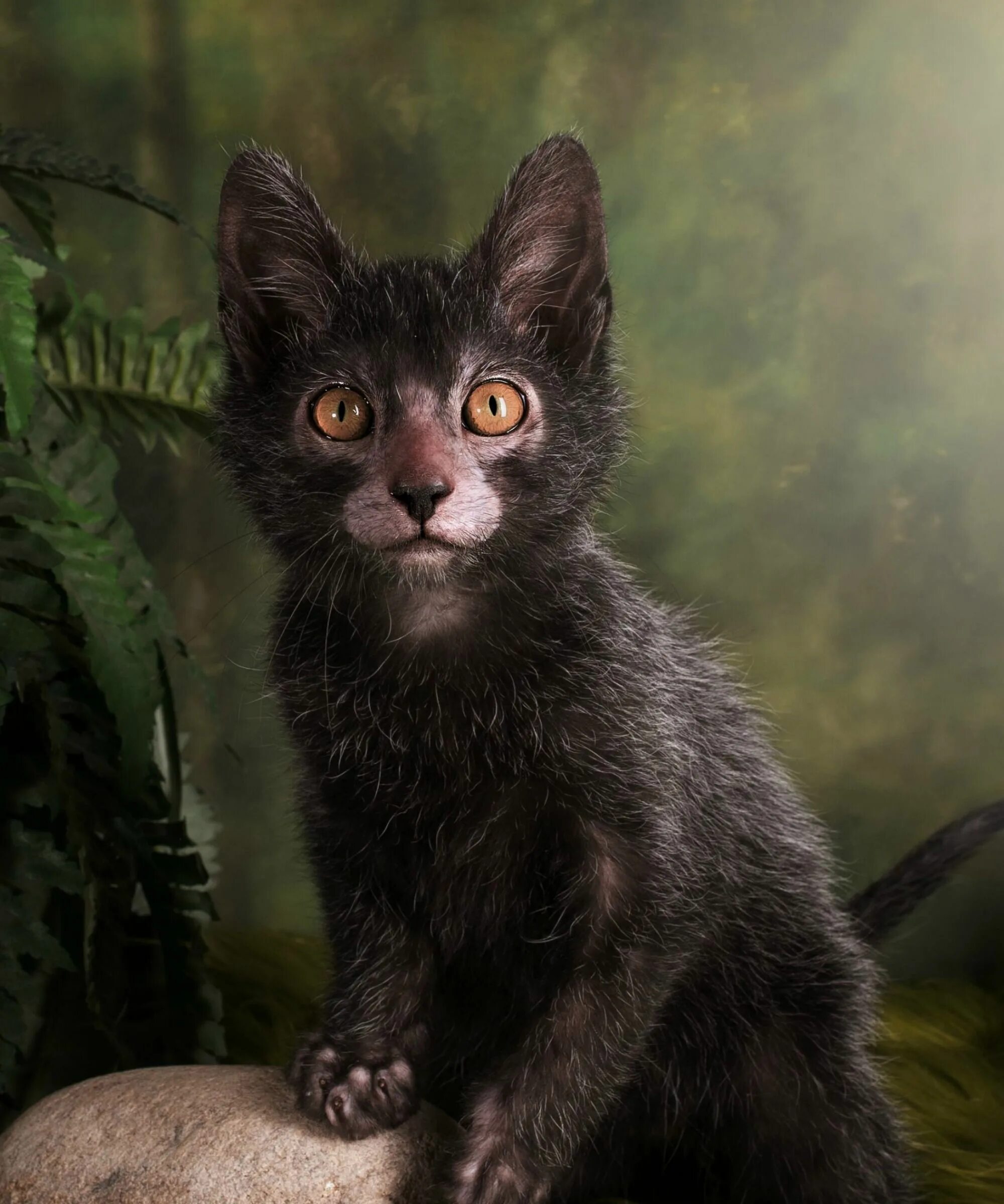 Покажи фото кота волка Get Ready To Be Obsessed With Werewolf Cats Werewolf cat, Lykoi cat, Cute cats