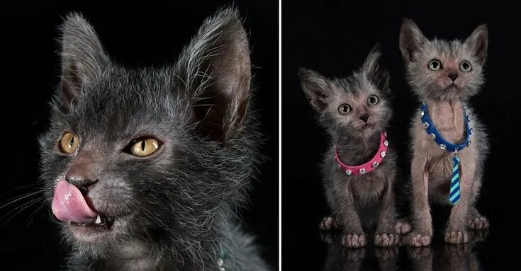 Покажи фото кота волка wolf cat hybrid - Google Search Werewolf cat, Lykoi cat, Hybrid cat