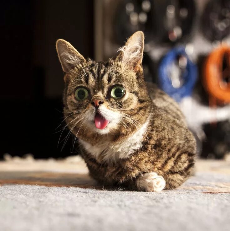 Покажи фото котика Lil' Bub Funny animals, Cats, Pets