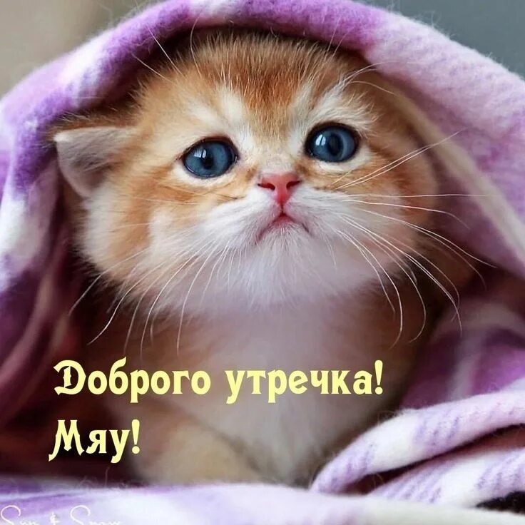 Покажи фото котика Pin by Екатерина on доброе утро cat