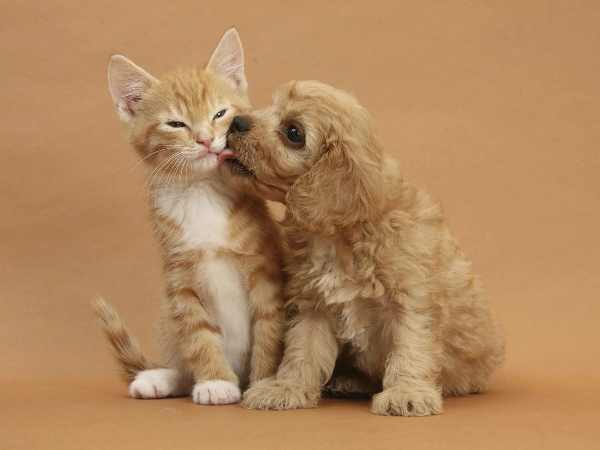 Покажи фото котиков и собачек Download A Dog and Cat Sharing a Sweet Moment Wallpaper Wallpapers.com