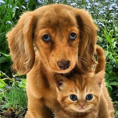 Покажи фото котиков и собачек Egyptday1 (Precious puppy and kitty pic) Animal pictures, Animals, Feral cats