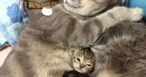 Покажи фото котят и кошка Just a loving family.. - Imgur