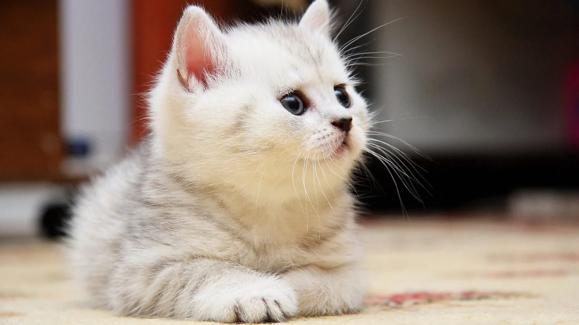 Покажи фото красивого котика Wallpaper : face, nose, whiskers, skin, kitten, kid, fluffy, playful, vertebrate