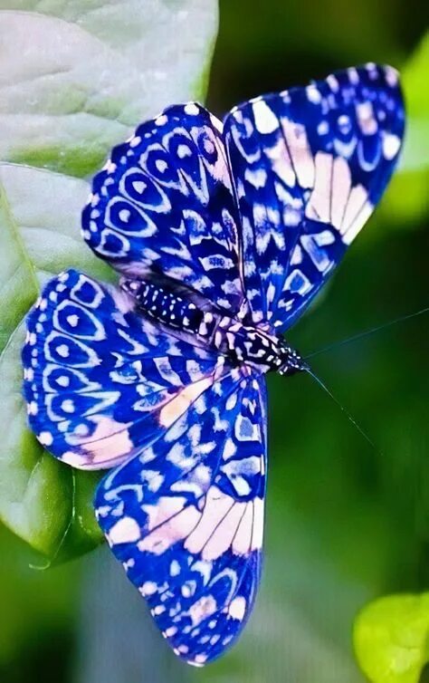 Покажи фото красивых бабочек Beautiful Papillon Butterfly Images and Facts