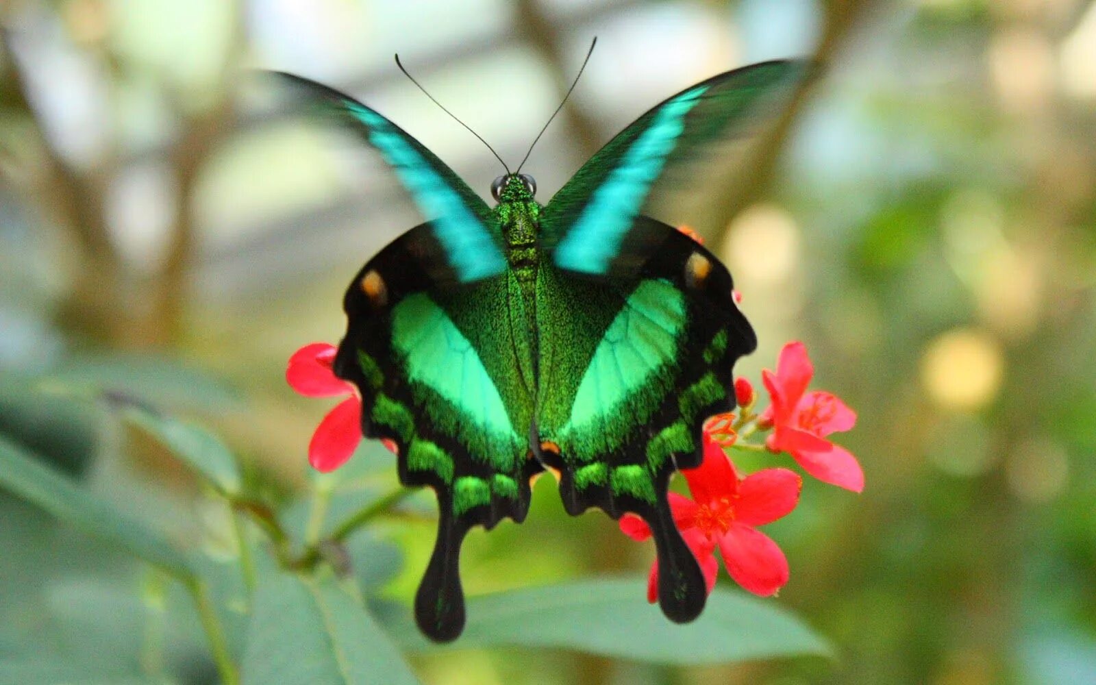 Покажи фото красивых бабочек Butterfly is one of the most beautiful creations. There are about 17,500 species