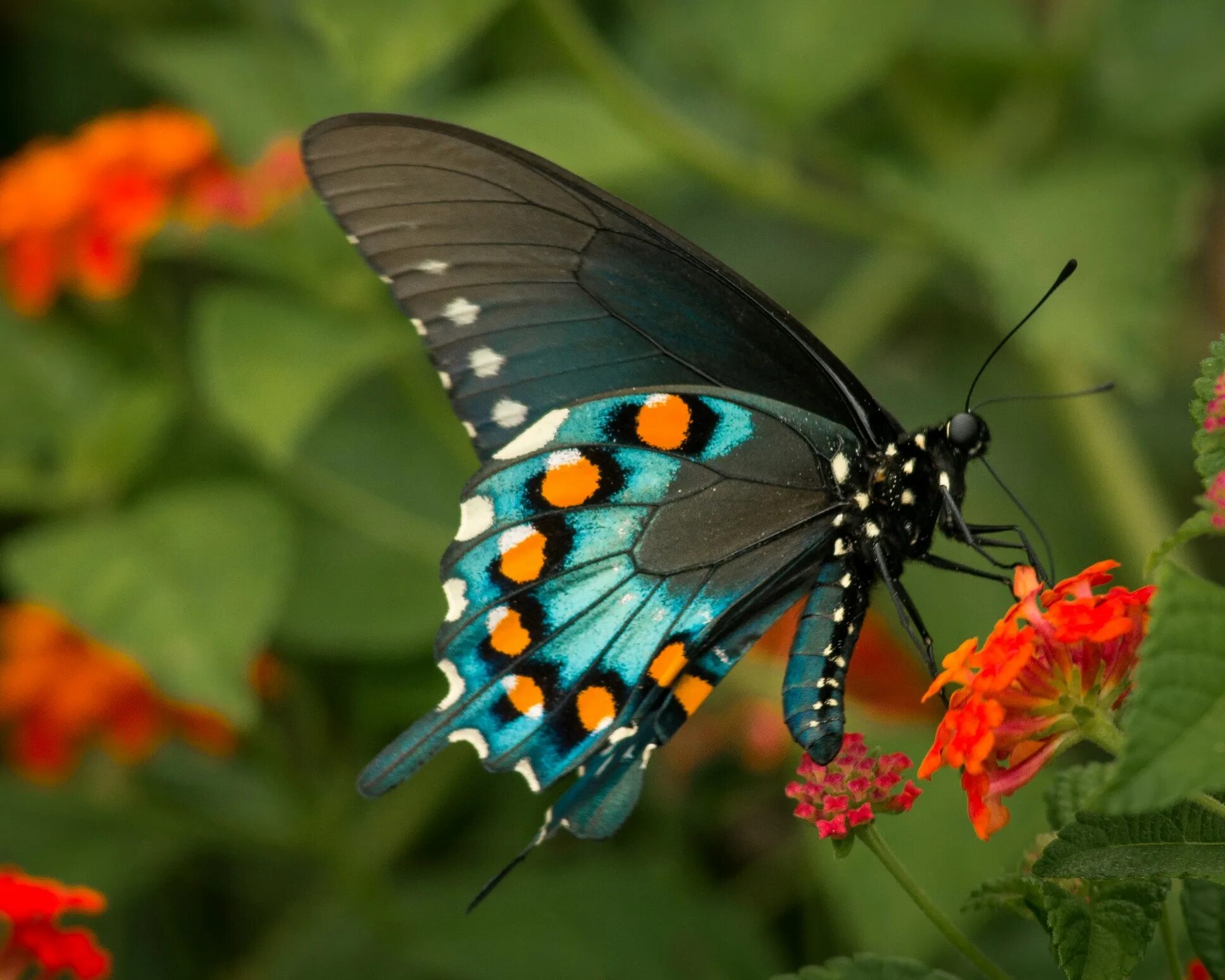 Покажи фото красивых бабочек Butterfly Biology Systems - CABI.org