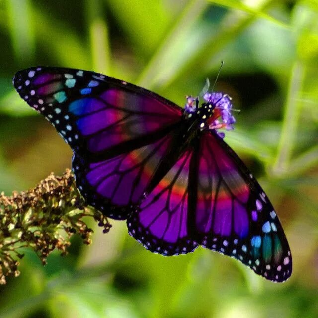 Покажи фото красивых бабочек Rainbow Butterfly 1 Beautiful butterflies, Rainbow butterfly, Butterfly symbolis