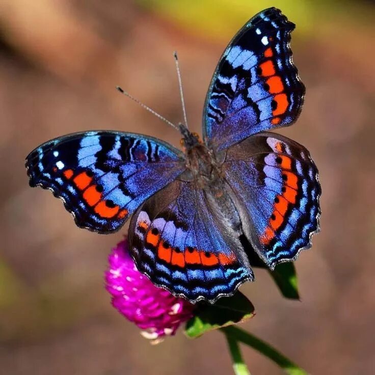 Покажи фото красивых бабочек Pin on BORBOLETAS E MARIPOSAS Beautiful butterfly pictures, Butterfly pictures, 