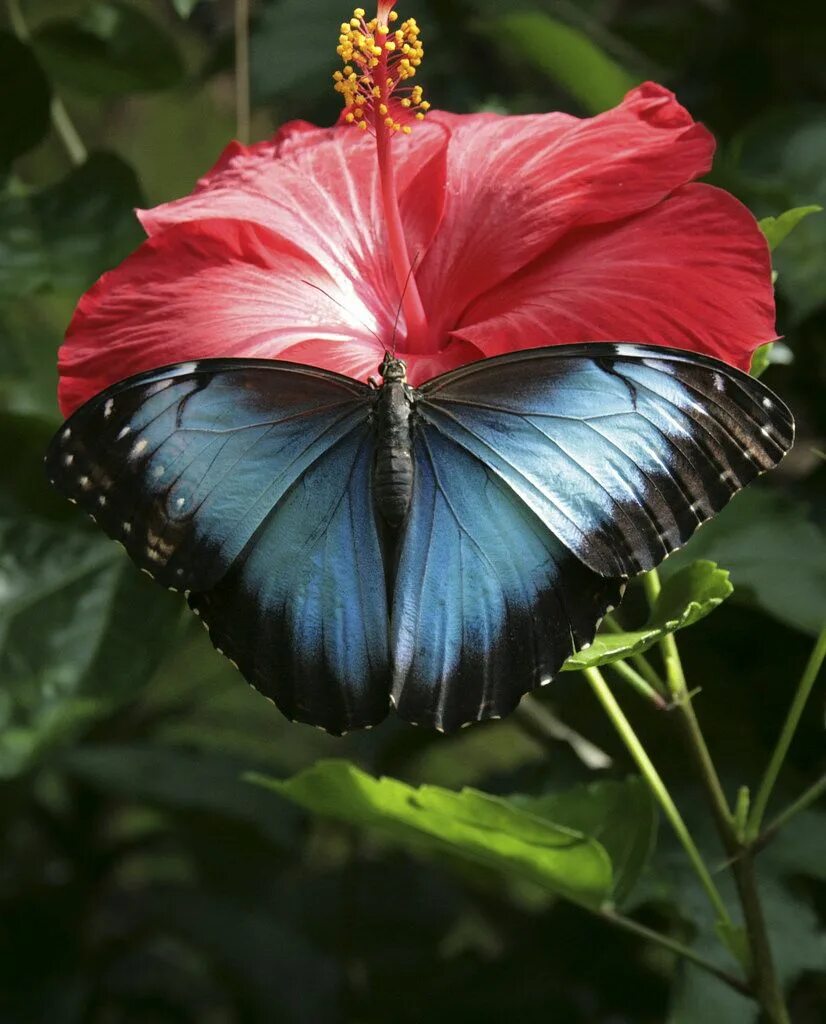 Покажи фото красивых бабочек All sizes 2-Butterfly-1 Flickr - Photo Sharing! Beautiful butterflies, Morpho bu