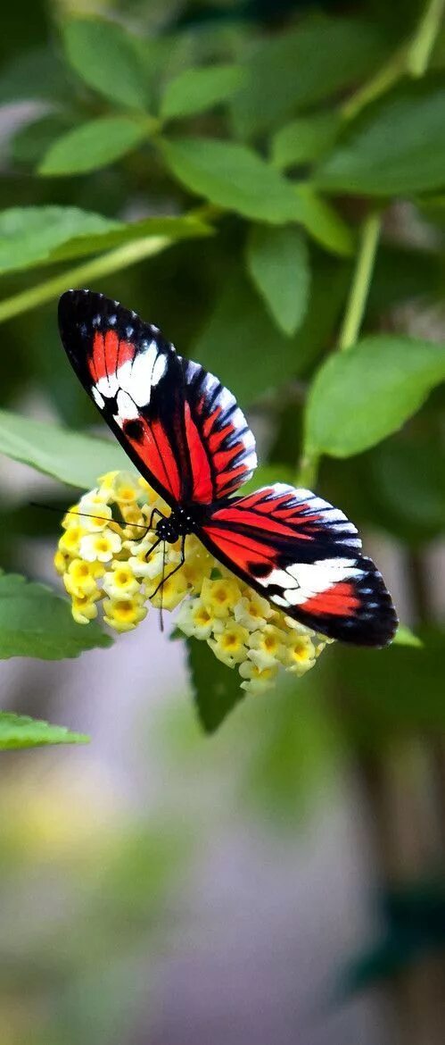 Покажи фото красивых бабочек Butterfly (real pictures) Beautiful butterflies, Butterfly, Beautiful bugs