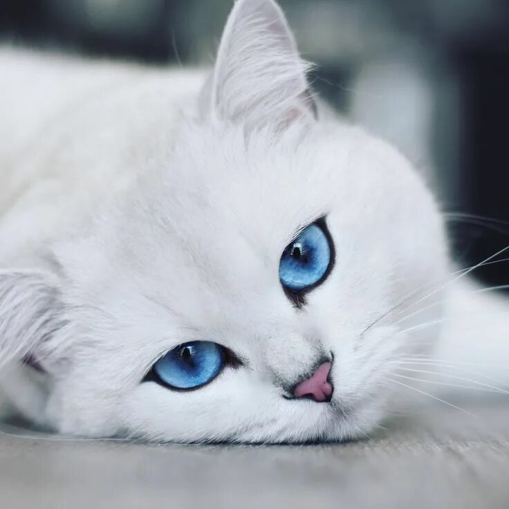 Покажи фото красивых котиков Coby the Cat Cute cats, Beautiful cats, Cat with blue eyes