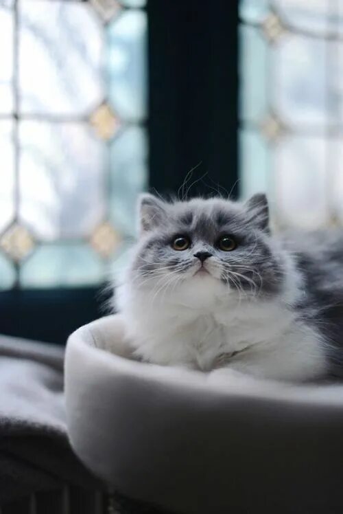 Покажи фото красивых котиков Beautiful long-haired grey & white kitty: on We Heart It Beautiful cats, Cats, G