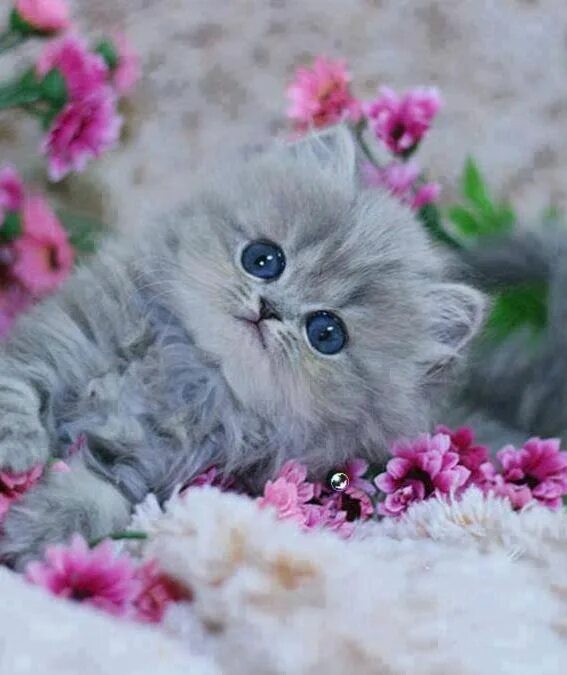 Покажи фото красивых котят Baby polar raspberries - Wuvely Kittens cutest, Cute cats, Cute cats and kittens