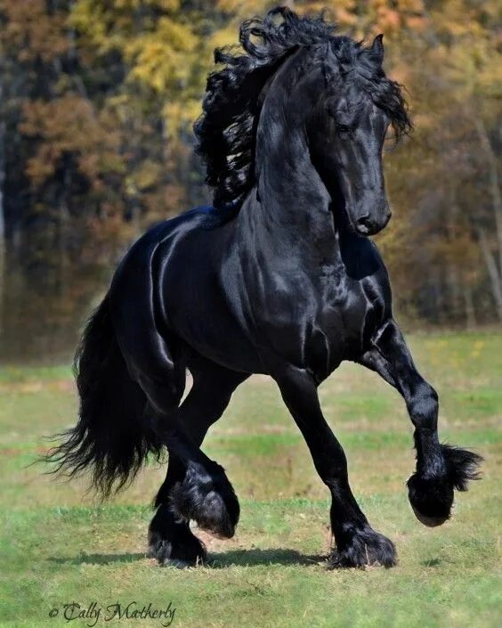 Покажи фото красивых лошадей Friesian Connection stallion Fridse 423 photo by Cally Matherly Friesian horse, 