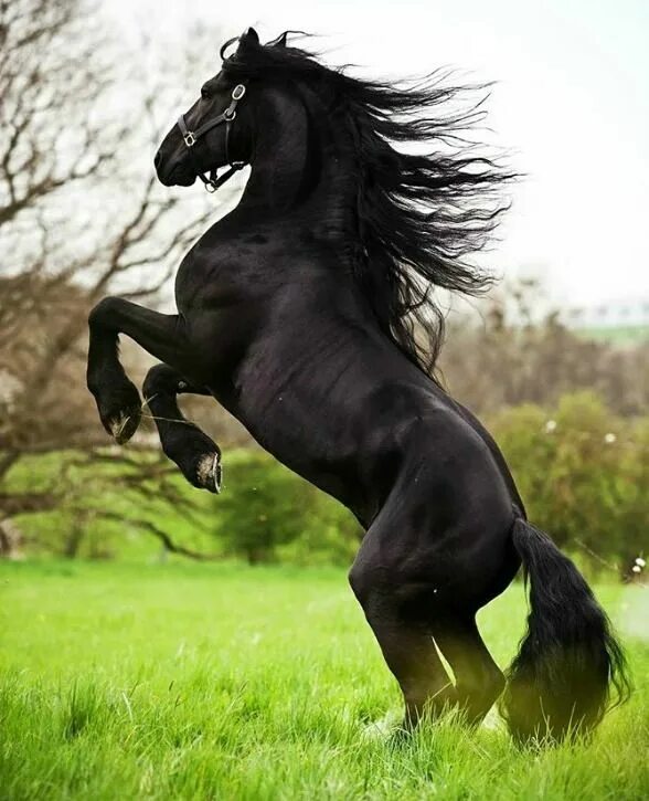 Покажи фото красивых лошадей Exuberant Friesian. photo: Carina Maiwald. Mooie paarden, Fries paard, Paarden