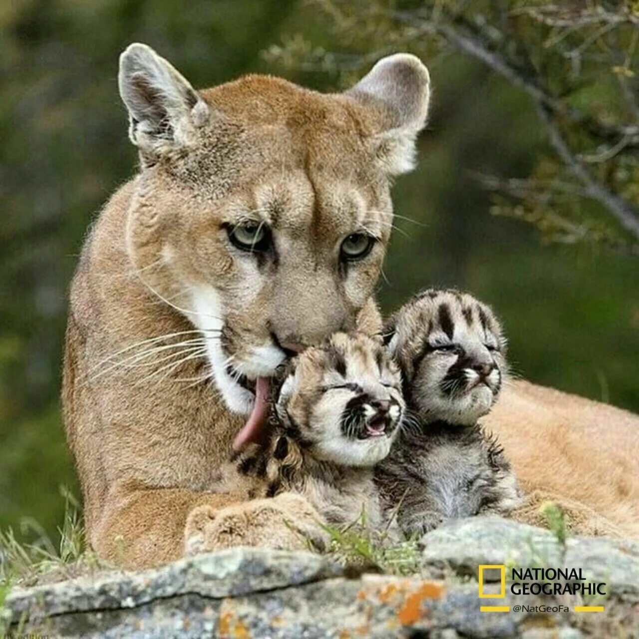 Покажи фото красивых животных Lion Mom and children Created and Pin by Ruithmar Animaux beaux, Les chats sauva