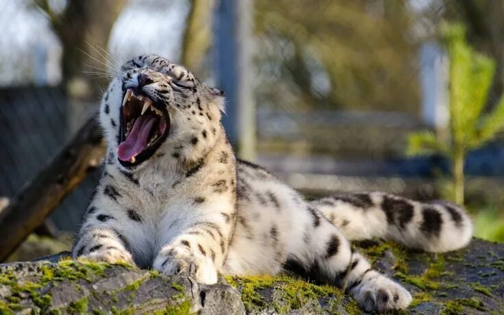 Покажи фото красивых животных Snow Leopards: Majestic Cats in Black and White