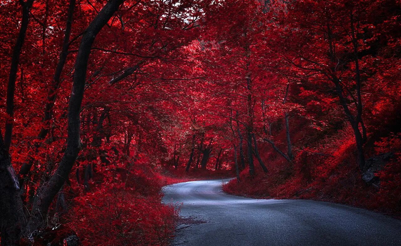 Покажи фото красного Fotos Rot Natur Herbst Wege Bäume Hintergrundbilder natur, Roter hintergrund, Ro